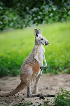 Kangaroo Foto stock