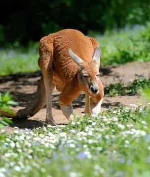 Kangaroo Stock Photos