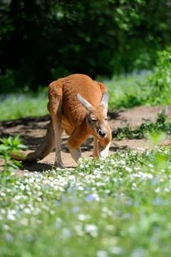 Kangaroo Foto stock