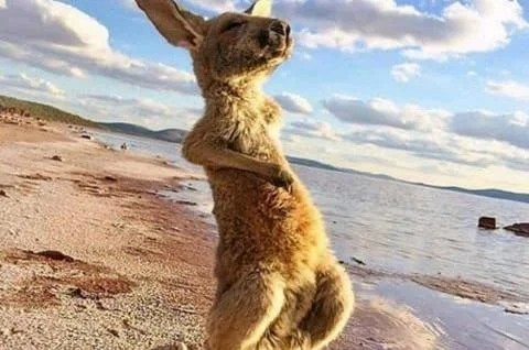 Kangaroo 库存照片