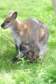Kangaroo Stock Photos