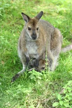 Kangaroo Stock Photos