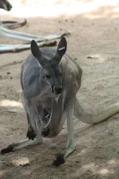 Kangaroo Stock Photos