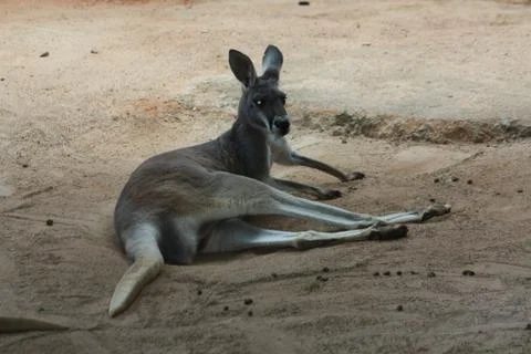 Kangaroo Foto stock