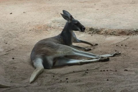 Kangaroo Stock Photos