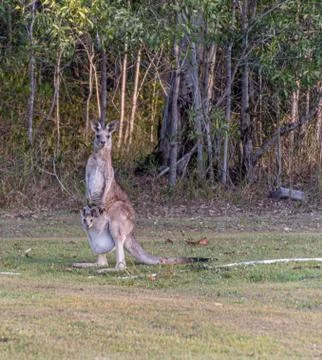 Kangaroo Stock Photos