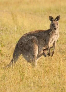 Kangaroo 스톡 사진