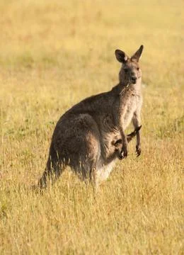 Kangaroo Foto stock
