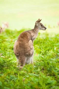 Kangaroo Foto stock
