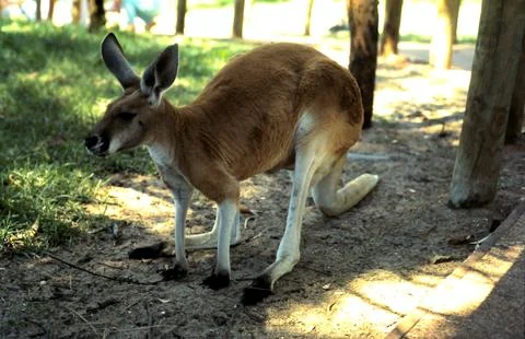Kangaroo Foto stock