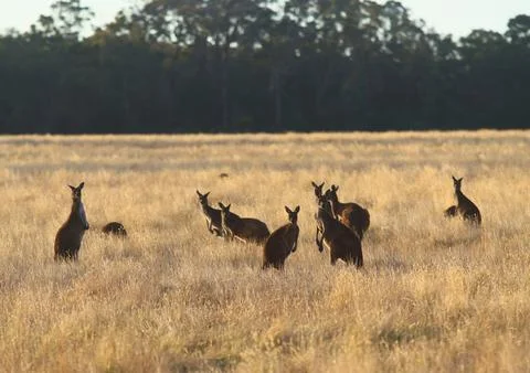 Kangaroo Stock Photos