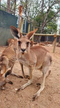 Kangaroo Stock Photos