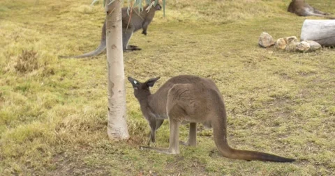 Kangaroo picking grass Stock Footage 150187093