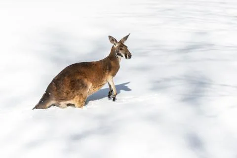 Kangaroo playing in the snow Stock Photos