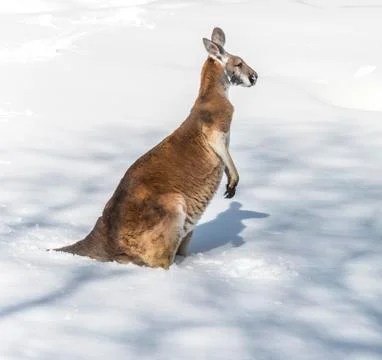 Kangaroo playing in the snow Stock Photos