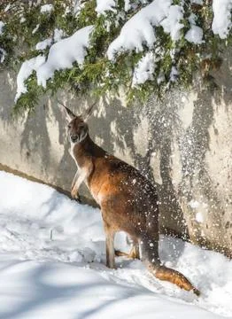 Kangaroo playing in the snow Stock Photos