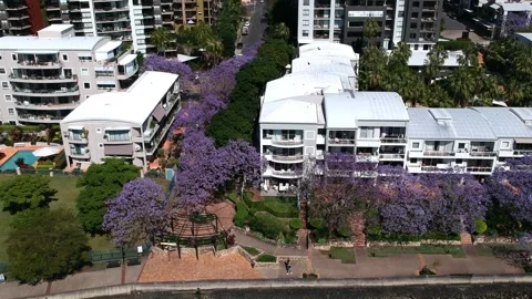 Kangaroo Point, Brisbane CBD, Queensland: Footage of Skyline, River, Jacarandas Stock Footage 305200461