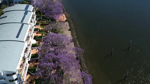 Kangaroo Point, Brisbane CBD, Queensland: Footage of Skyline, River, Jacarandas Stock Footage 305200597