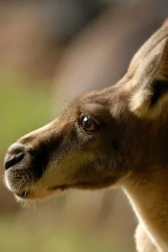 Kangaroo Portrait Stock Photos