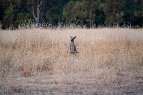 A kangaroo posing the dry grass during summer Stock Photos