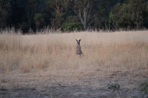 Kangaroo posing in the grass fields Stock Photos