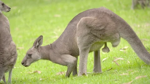 Kangaroo profile view with large testicles Vidéo 84453520