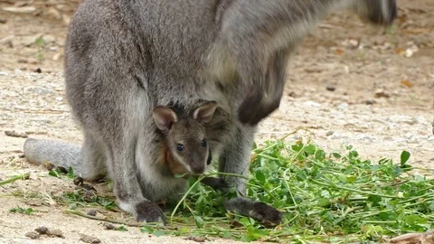 Kangaroo, (Red-Necked Wallaby) with breeding. Stock Footage 75986124