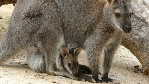 Kangaroo, (Red-Necked Wallaby) with breeding. Stock Footage 75987592