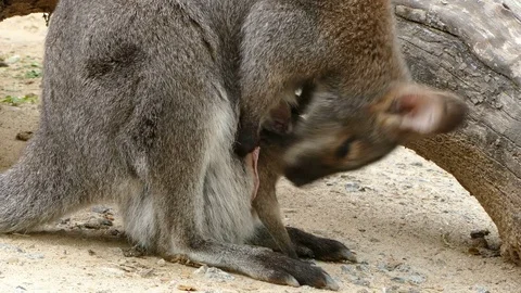 Kangaroo, (Red-Necked Wallaby) with breeding. Stock Footage 75987637
