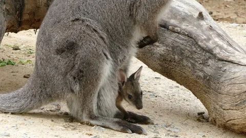 Kangaroo, (Red-Necked Wallaby) with breeding. Stock Footage 75988277