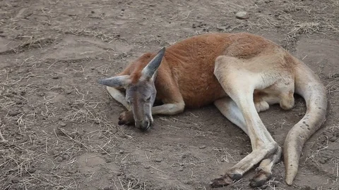 Kangaroo relaxing Stockbeeldmateriaal 73416343