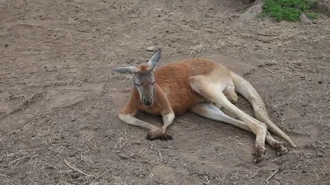 Kangaroo relaxing Stockbeeldmateriaal 73416355