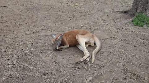 Kangaroo relaxing Stockbeeldmateriaal 73416375