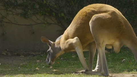 Kangaroo relaxing in the grass Stock Footage 116622884