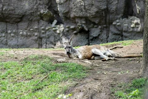 Kangaroo rest in grass Stock Photos
