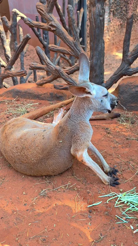 Kangaroo rest on the red sand and eat grass. Funny big animal. Stock Footage 302532508