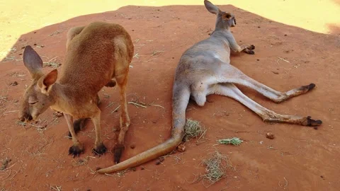Kangaroo rest on the red sand under the shade. Funny big animal. Stock Footage 302491235