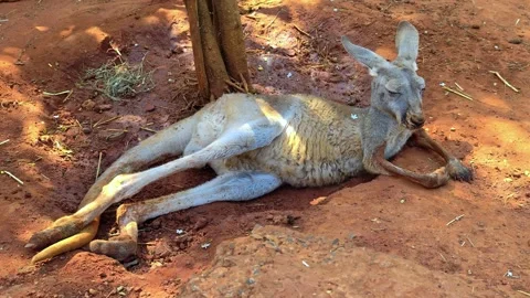 Kangaroo rest on the red sand under the shade. Kangaroo lounges on the ground. Video stock 302752944