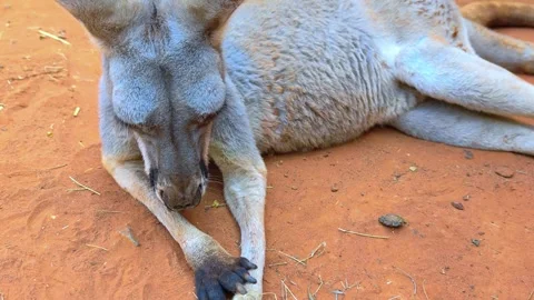 Kangaroo rest on the red sand under the shade. Kangaroo lounges on the ground. Stock Footage 302802491