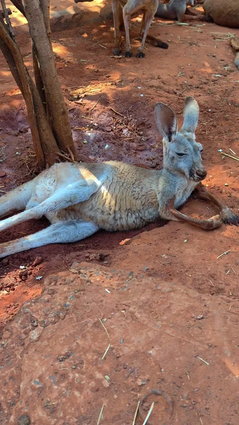 Kangaroo rest on the red sand under the shade. Kangaroo lounges on the ground. Stock Footage 302835906