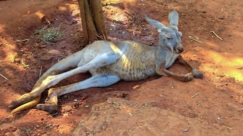 Kangaroo rest on the red sand under the shade. Kangaroo lounges on the ground. Stock Footage 302963693