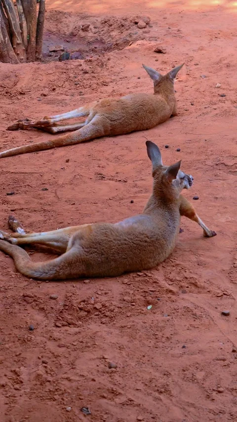 Kangaroo rest on the red sand under the shade. Kangaroo lounges on the ground. Stock Footage 303003989