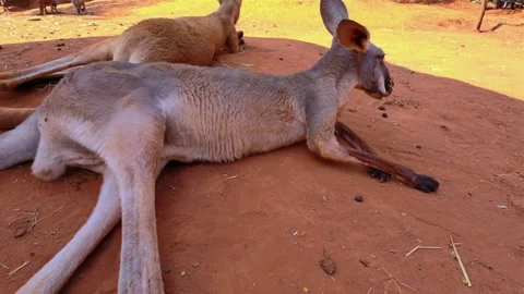 Kangaroo rest on the red sand under the shade. Funny big animal. Stock Footage 303013019