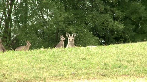 Kangaroo resting Video stock 10819603