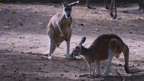 Kangaroo resting Stock Footage 253739466