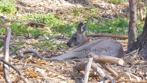 Kangaroo resting on the ground Stock Footage 341009212