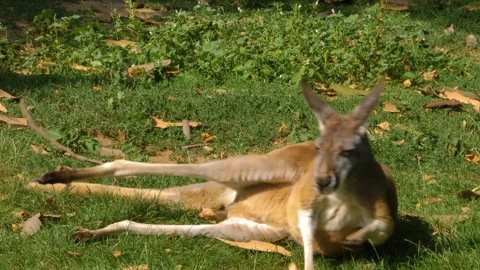 A kangaroo resting on a meadow Stock Footage 309340955