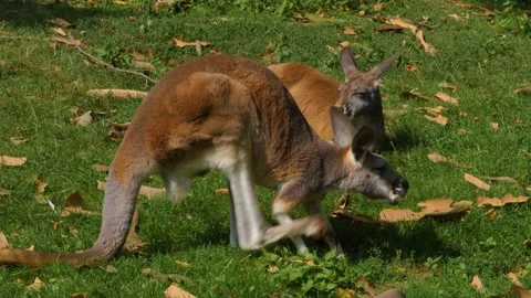 A kangaroo resting on a meadow Stock Footage 309340996