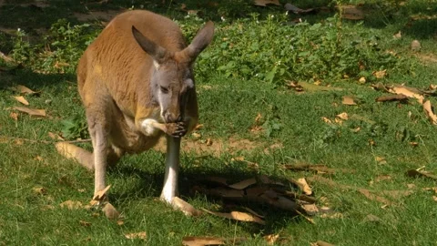 A kangaroo resting on a meadow Stock Footage 309341003