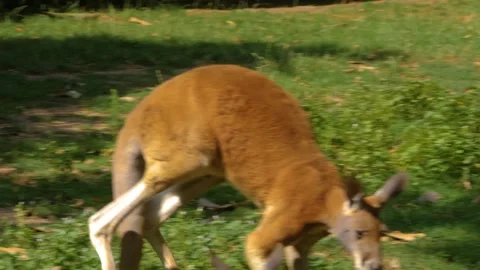 A kangaroo resting on a meadow Stock Footage 309341004